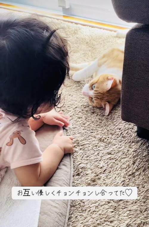 見つめ合う赤ちゃんと茶白猫