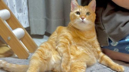 室内にいる猫