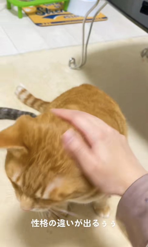 飼い主に撫でられて下を向く茶トラ