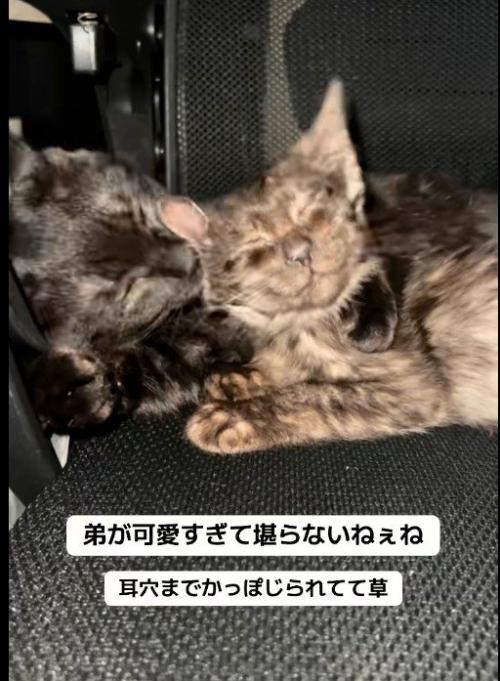 子猫を毛づくろいしている大人の猫