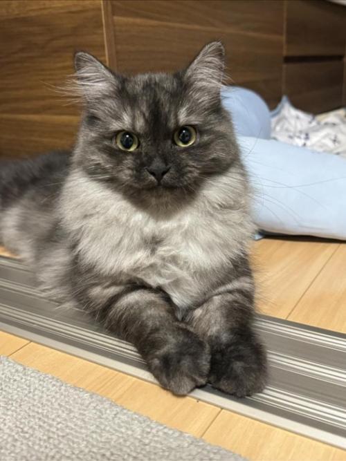 横座りする猫