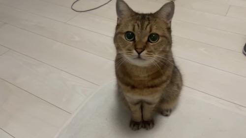 見上げるみにらくん