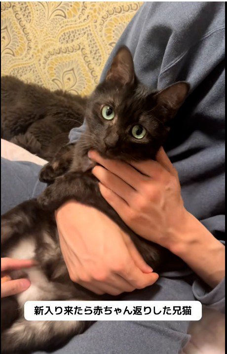 人に抱かれている猫