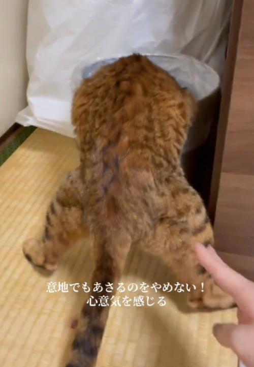 タッチされる猫