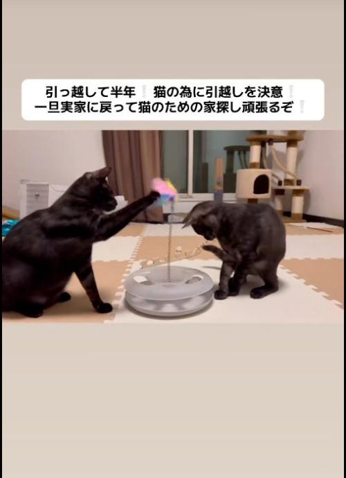 おもちゃで遊んでいる子猫と猫