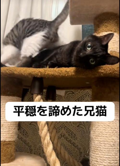 大人の猫にじゃれついている子猫