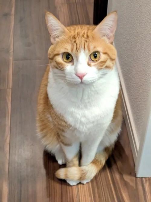 おすわりする成猫