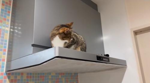 レンジフードの上にのぼる猫