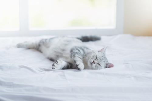 ベッドで眠りこける子猫