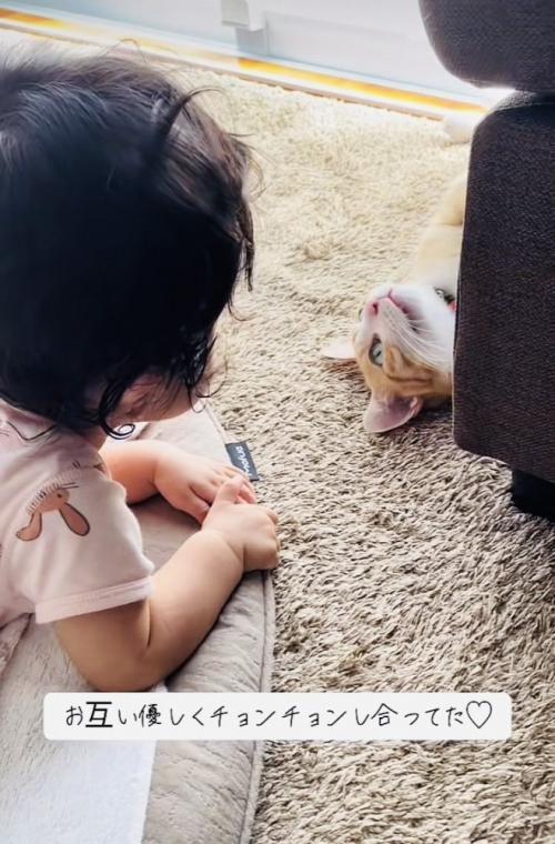 見つめ合う赤ちゃんと茶白猫