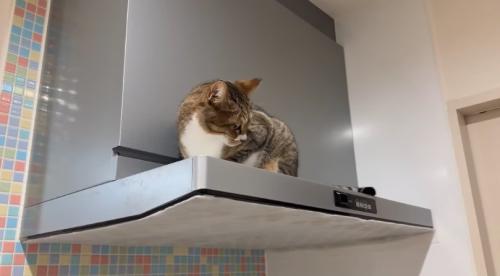 耳が動いている