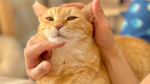 撫でられる猫