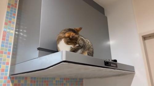 顔を背けて無視