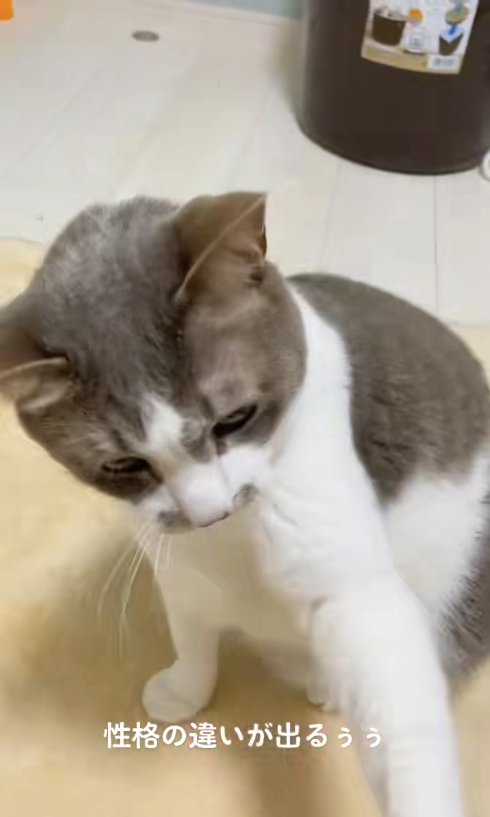 目を開いて飼い主の手に前足を乗せているサバ白