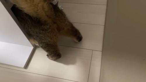 おしり