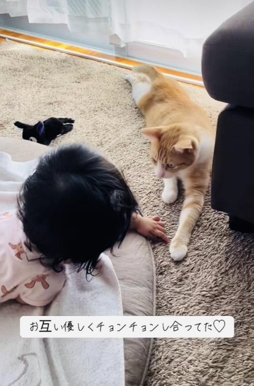 茶白猫の前足に触る赤ちゃん