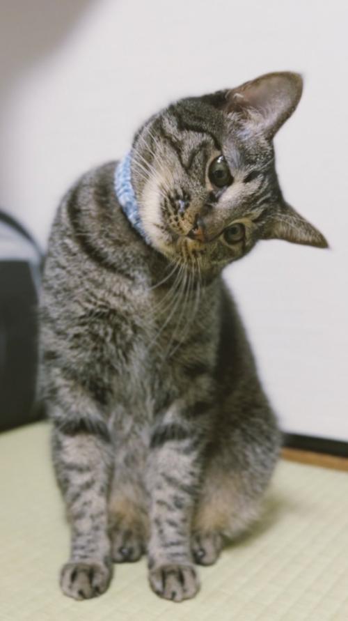 首を傾げる猫