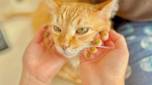 猫と女性の手