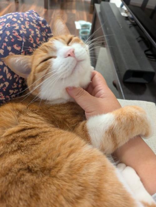 なでられる猫