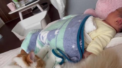 赤ちゃんと猫