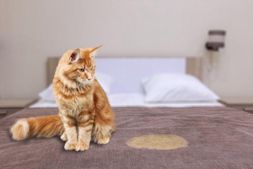 粗相した布団を見つめる猫