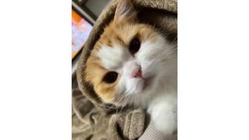 室内にいる猫