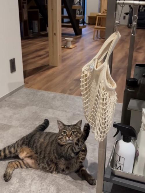 寝そべる猫