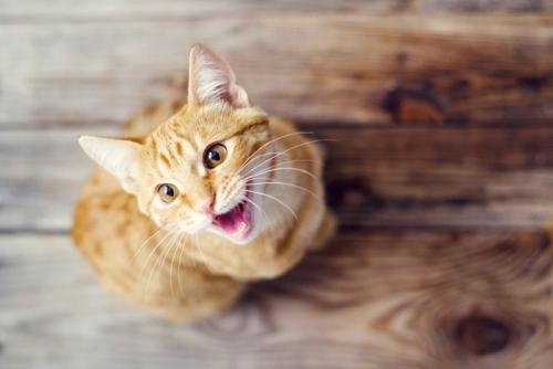 ニャーと鳴く猫