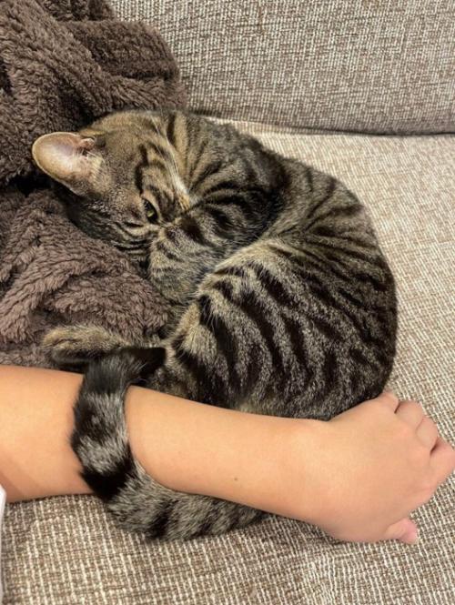 腕にしっぽを巻き付ける猫