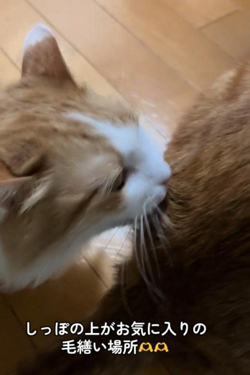 毛づくろいする猫