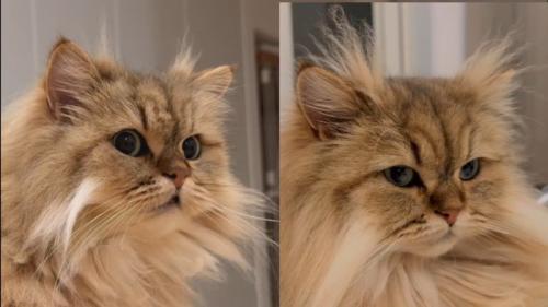 リソラちゃん✕2