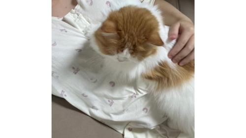室内にいる猫