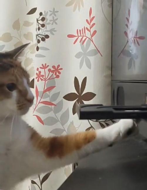 睨む猫