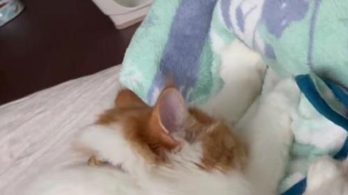 赤ちゃんと猫