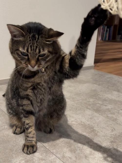 下を向く猫