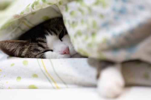 布団で気持ちよさそうに眠る猫