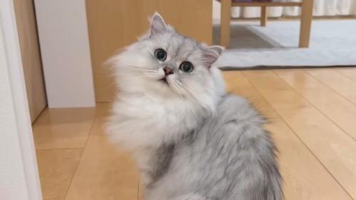 モルンくんのアップ