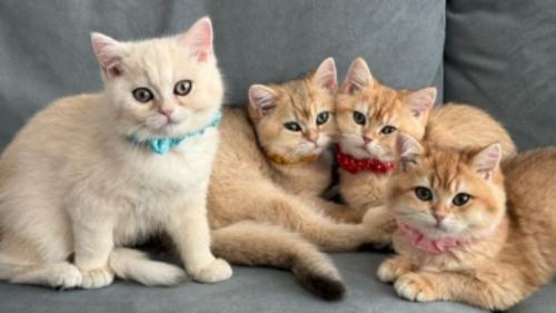 集まっている子猫