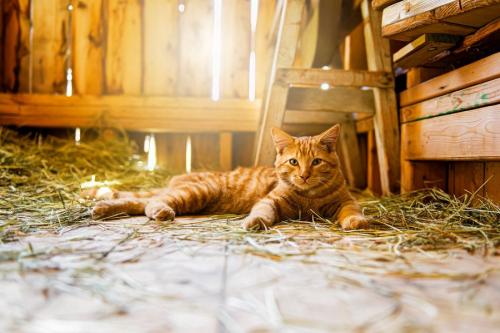 農作業小屋にいる茶トラ猫