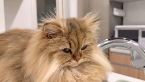 耳と頭の毛がツンツン