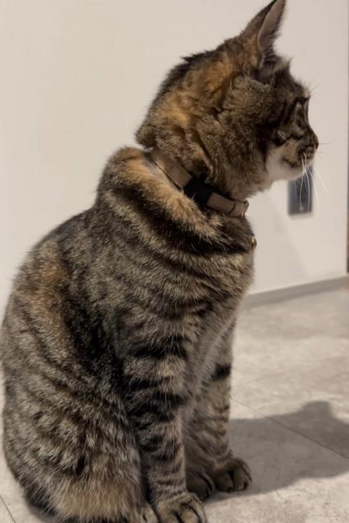 横を向く猫