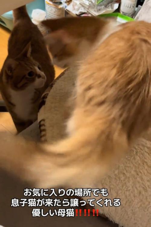 見上げる猫と立つ猫