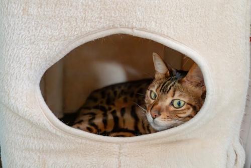 ペットハウスに入る猫