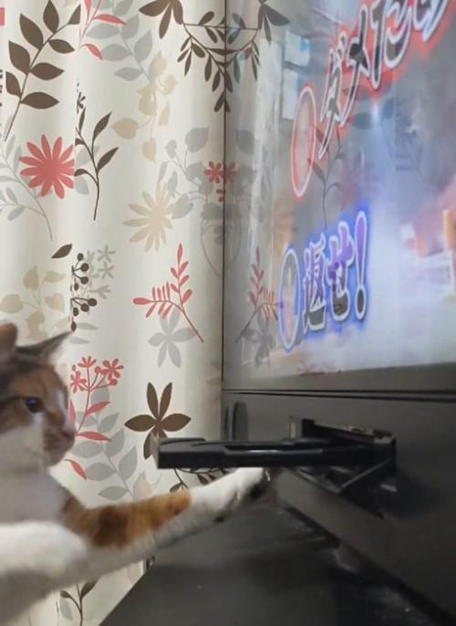 真剣な目の猫