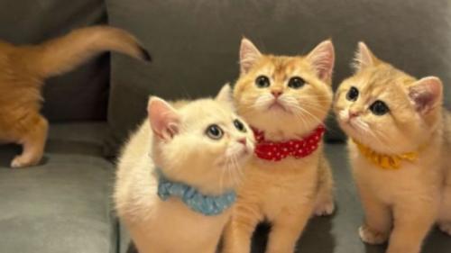 集まっている子猫