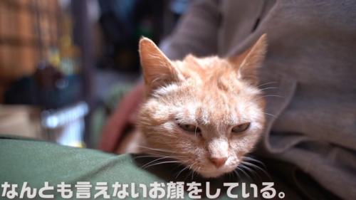 人の膝の上にいる猫