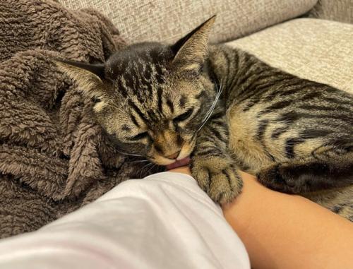 腕を舐める猫