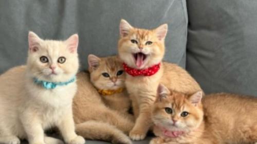 集まっている子猫