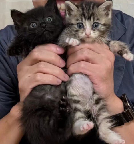 2匹の子猫たち