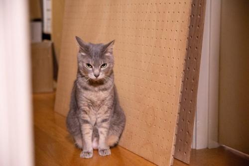 警戒してイカ耳になっている猫